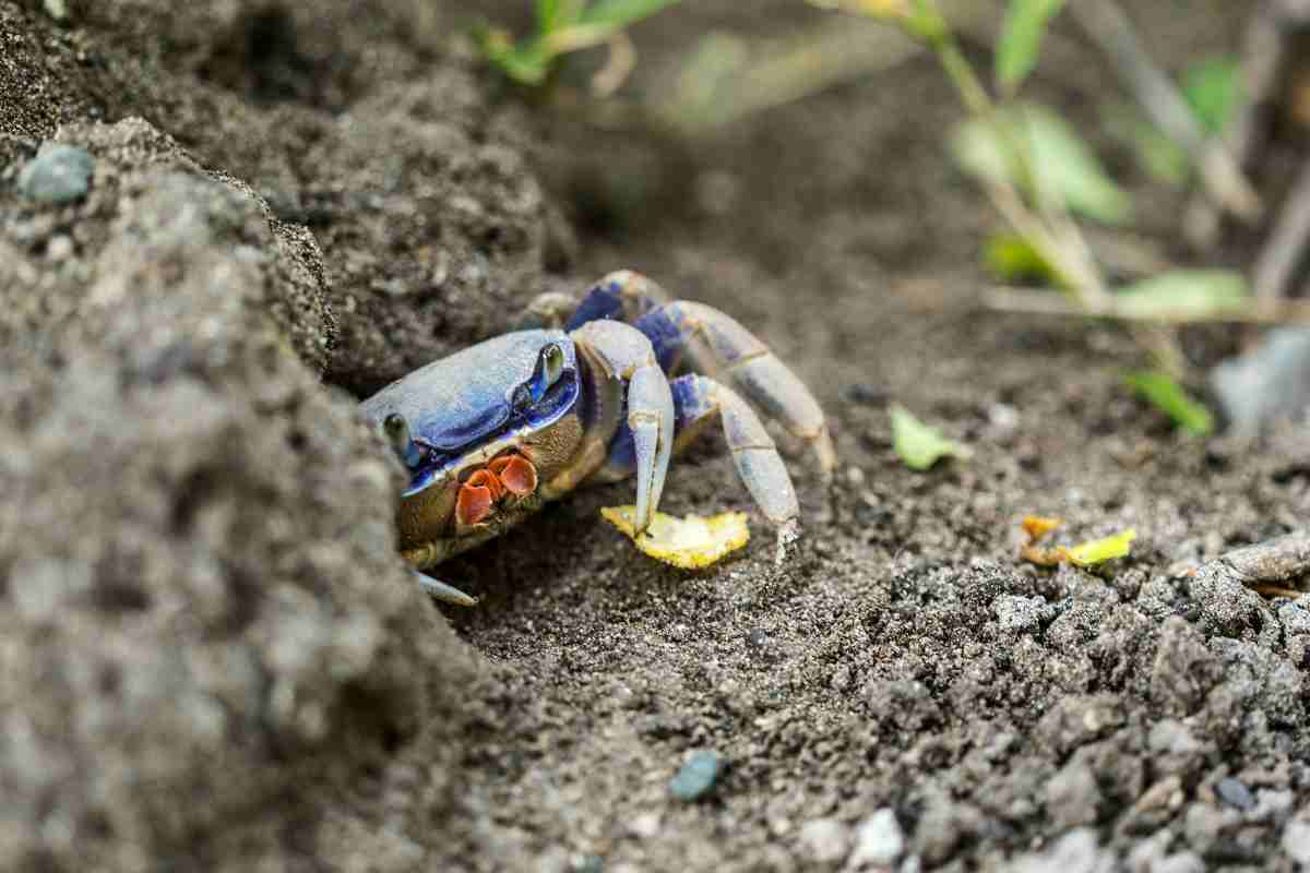 In Italia il granchio blu è stato dichiarato "calamità naturale" dal Veneto