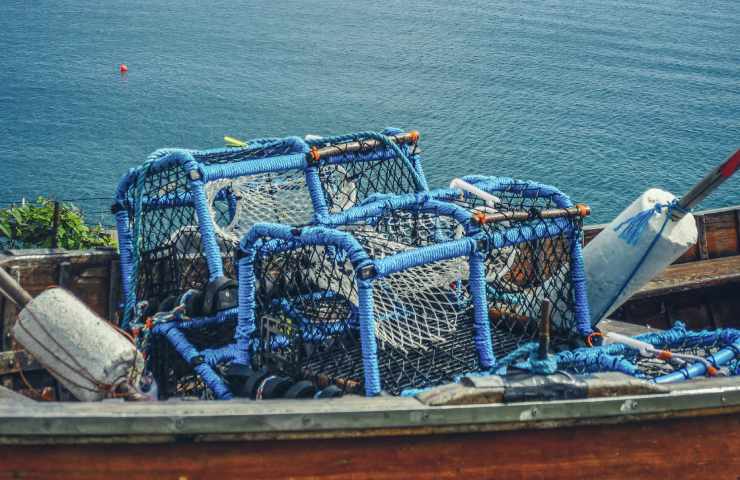 Il granchio blu viene spesso caricato inavvertitamente sulle navi da pesca e viaggia così tra i continenti