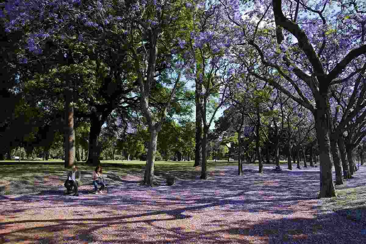 jacaranda