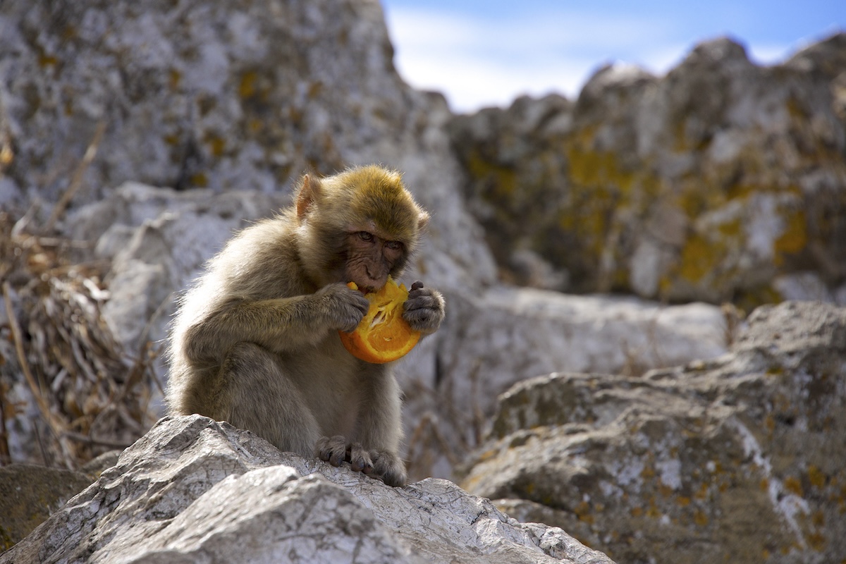 Le scimmie bertucce vengono usate come attrazione in Marocco e sono a rischio estinzione